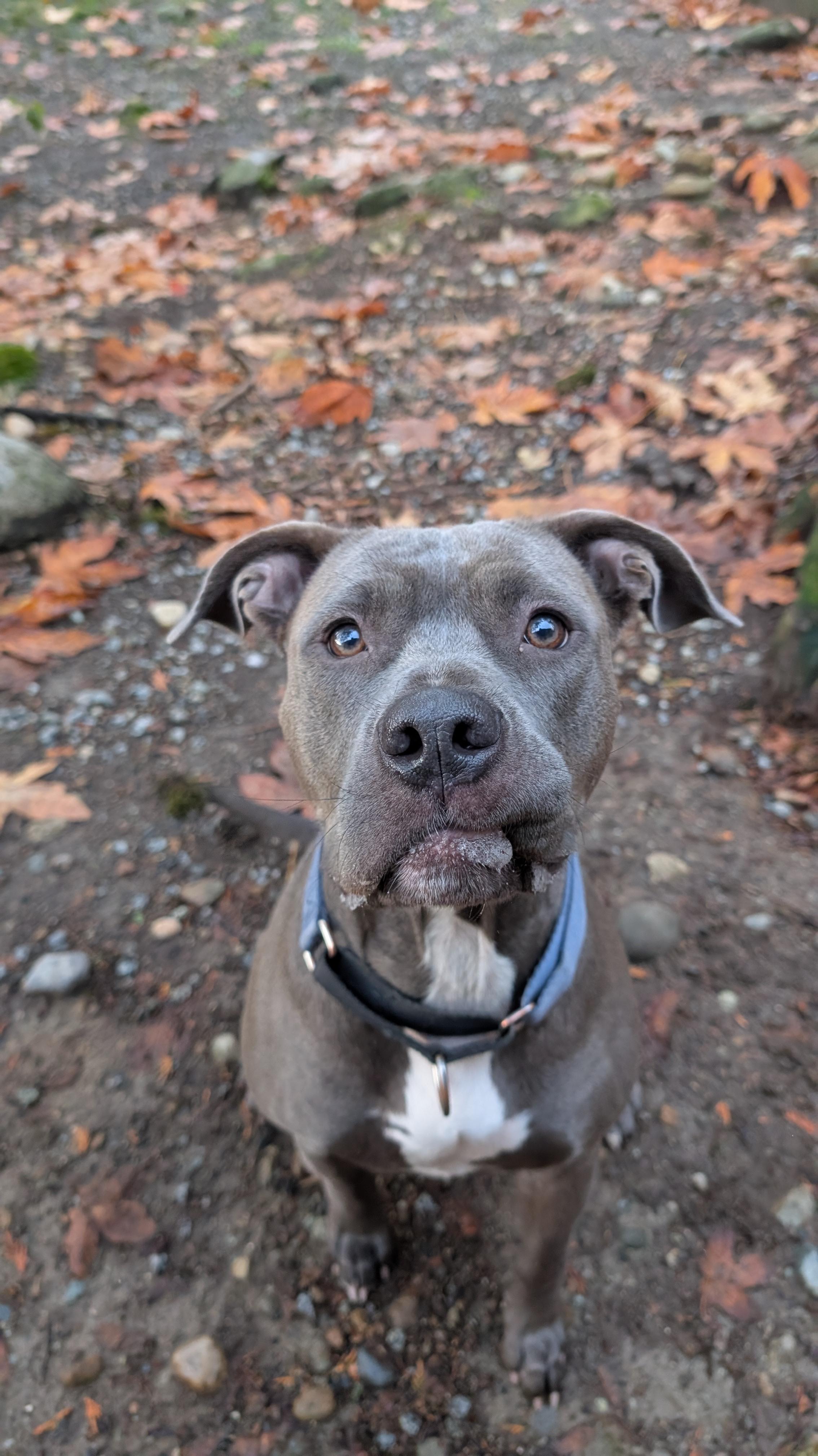Enlarge Jade, a Adoptable Pit Bull Terrier in Coquitlam, BC image 3/4