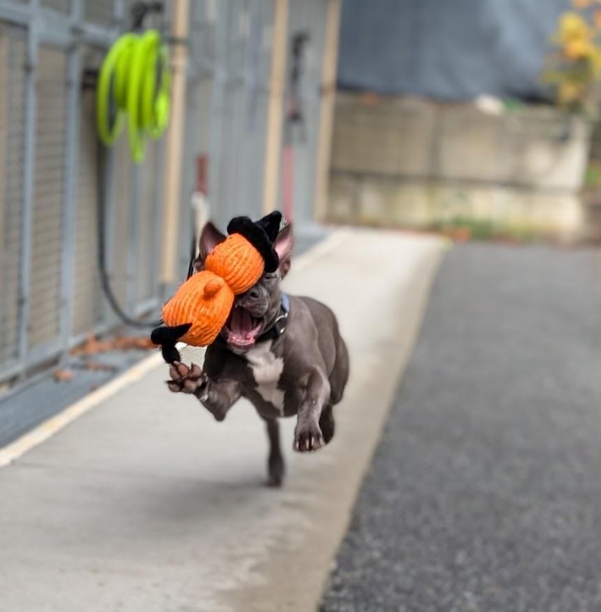 Enlarge Jade, a Adoptable Pit Bull Terrier in Coquitlam, BC image 2/4