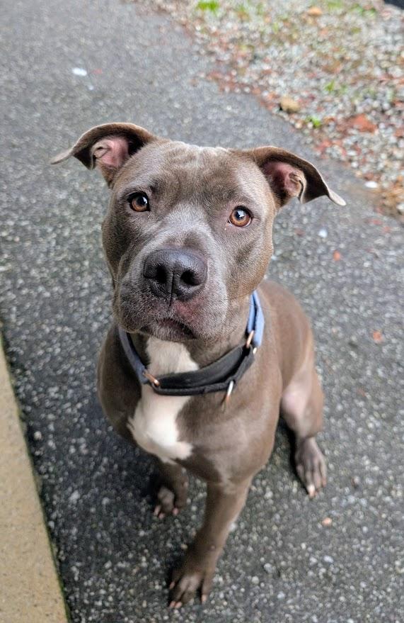 Jade, Adoptable, Adult Female Pit Bull Terrier.