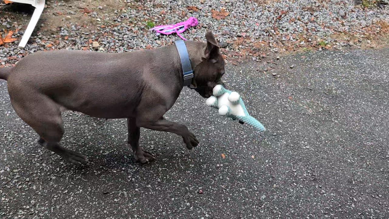 Enlarge Jade, a Adoptable Pit Bull Terrier in Coquitlam, BC video 4/4