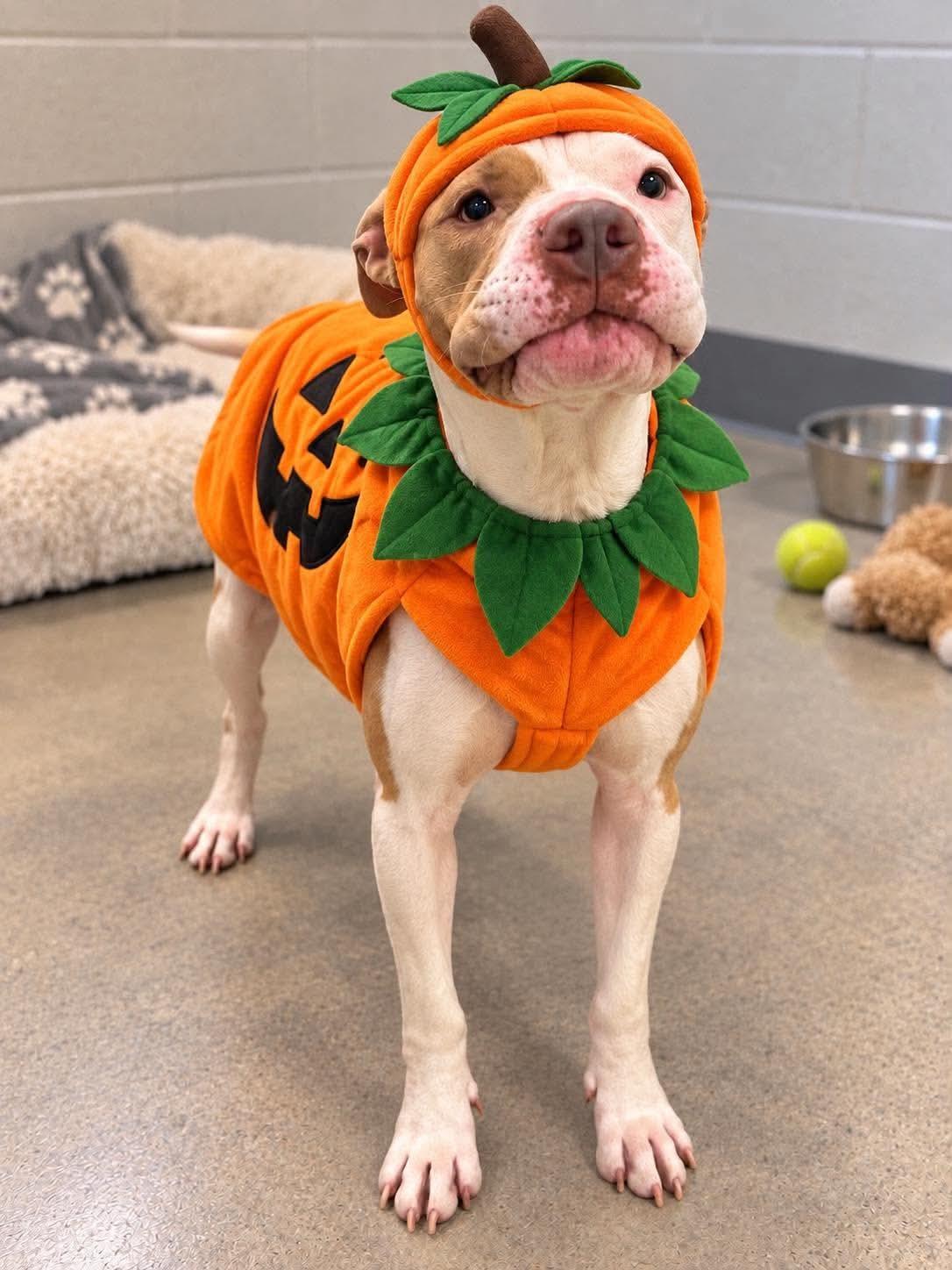 Lincoln, Adoptable, Young Male Pit Bull Terrier & American Bulldog.