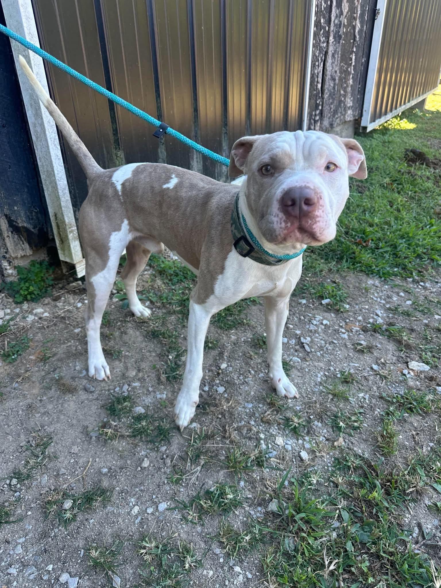 Enlarge Lincoln, a Adoptable mixed breed in Westwood, NJ image 2/3