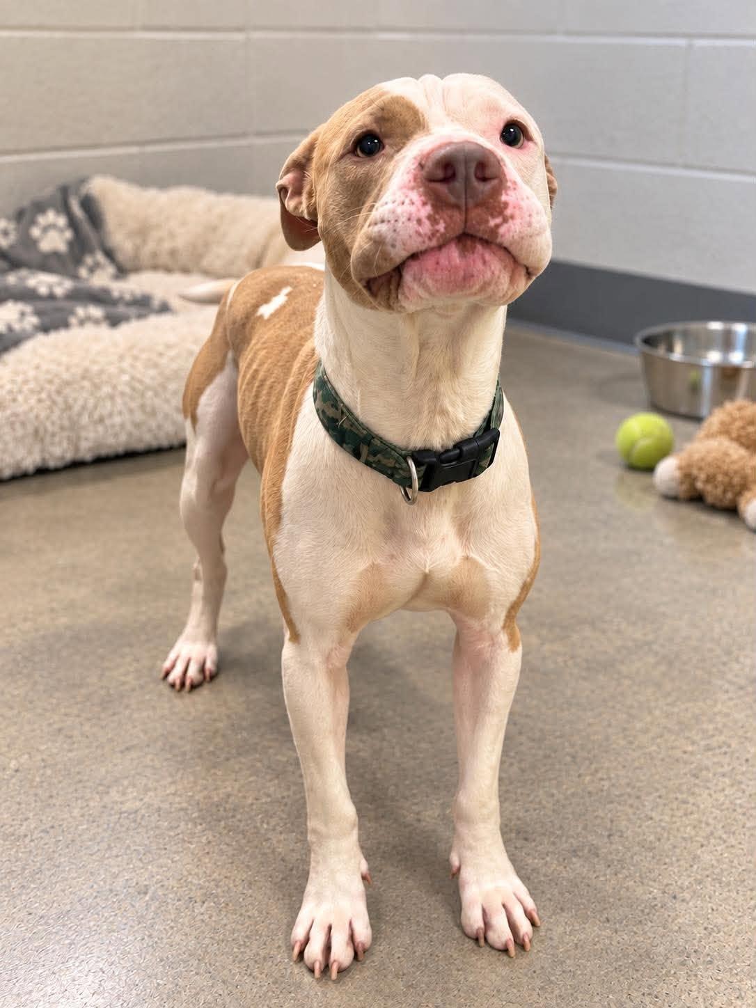 Enlarge Lincoln, a Adoptable mixed breed in Westwood, NJ image 3/3