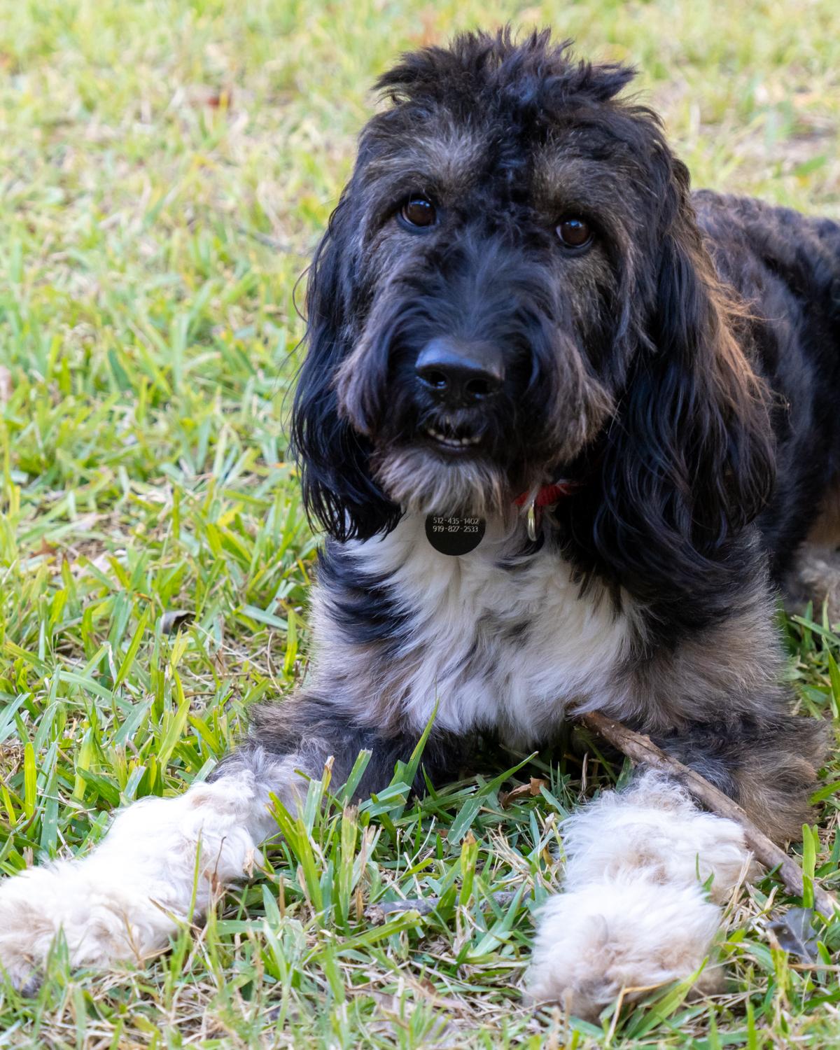 Enlarge Buck Wild, a Adopted Aussiedoodle in Garland, TX image 4/5