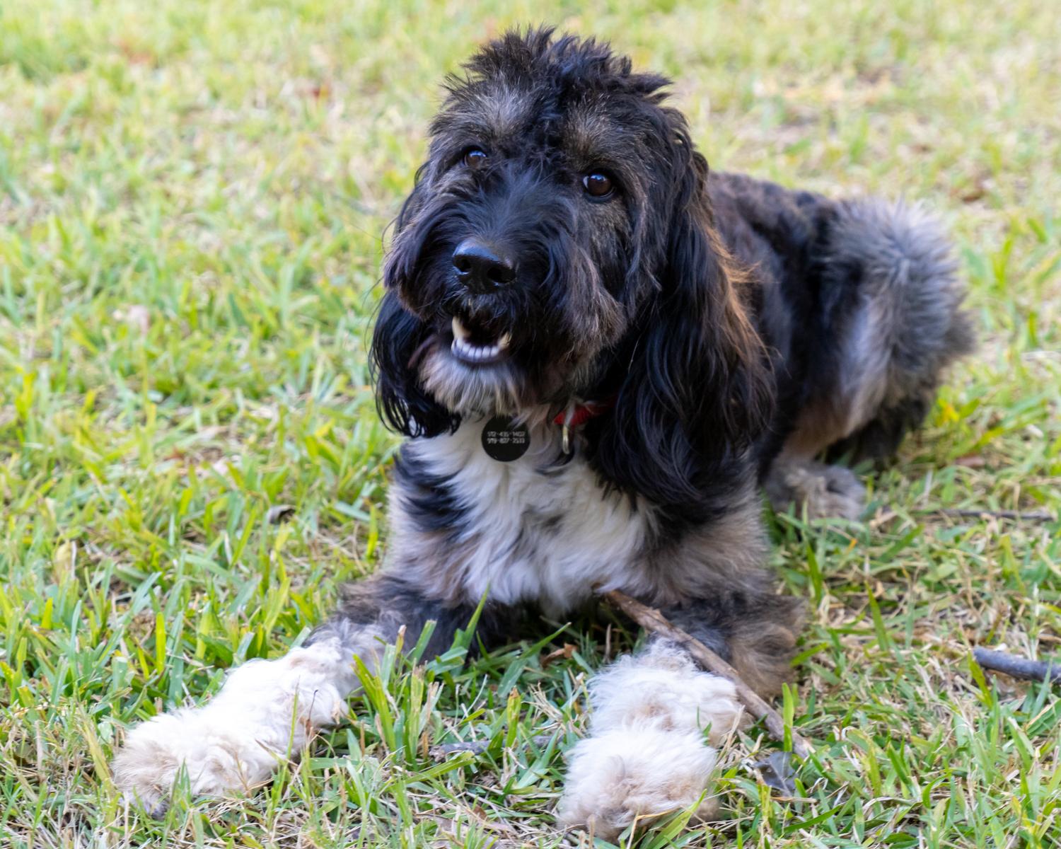 Enlarge Buck Wild, a Adopted Aussiedoodle in Garland, TX image 5/5