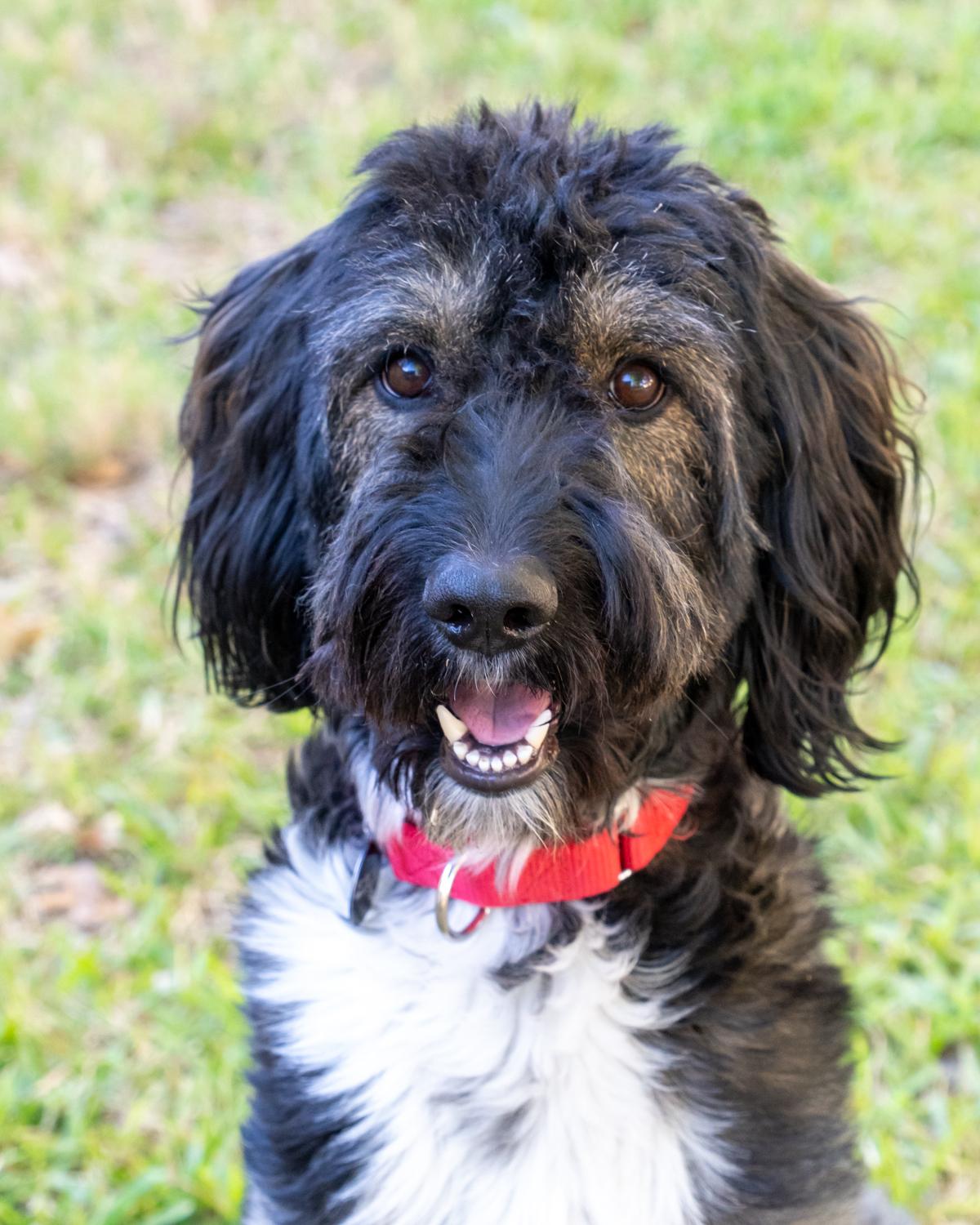 Buck Wild, Adopted, Young Male Aussiedoodle.