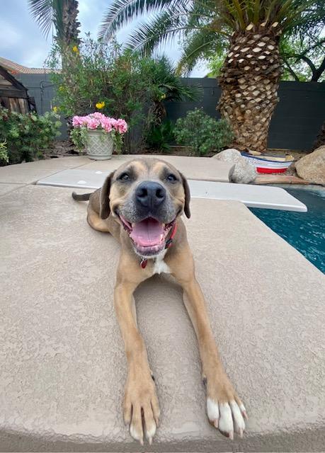 Cora, ADOPTABLE, Adult Female American Staffordshire Terrier & Shepherd.