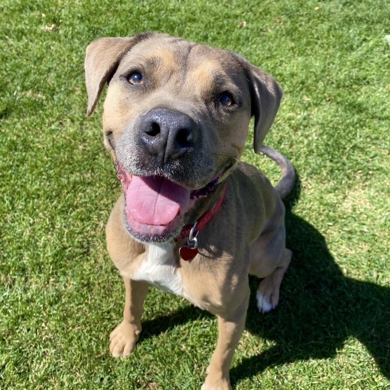 Enlarge Cora, a ADOPTABLE mixed breed in Gilbert, AZ image 2/3