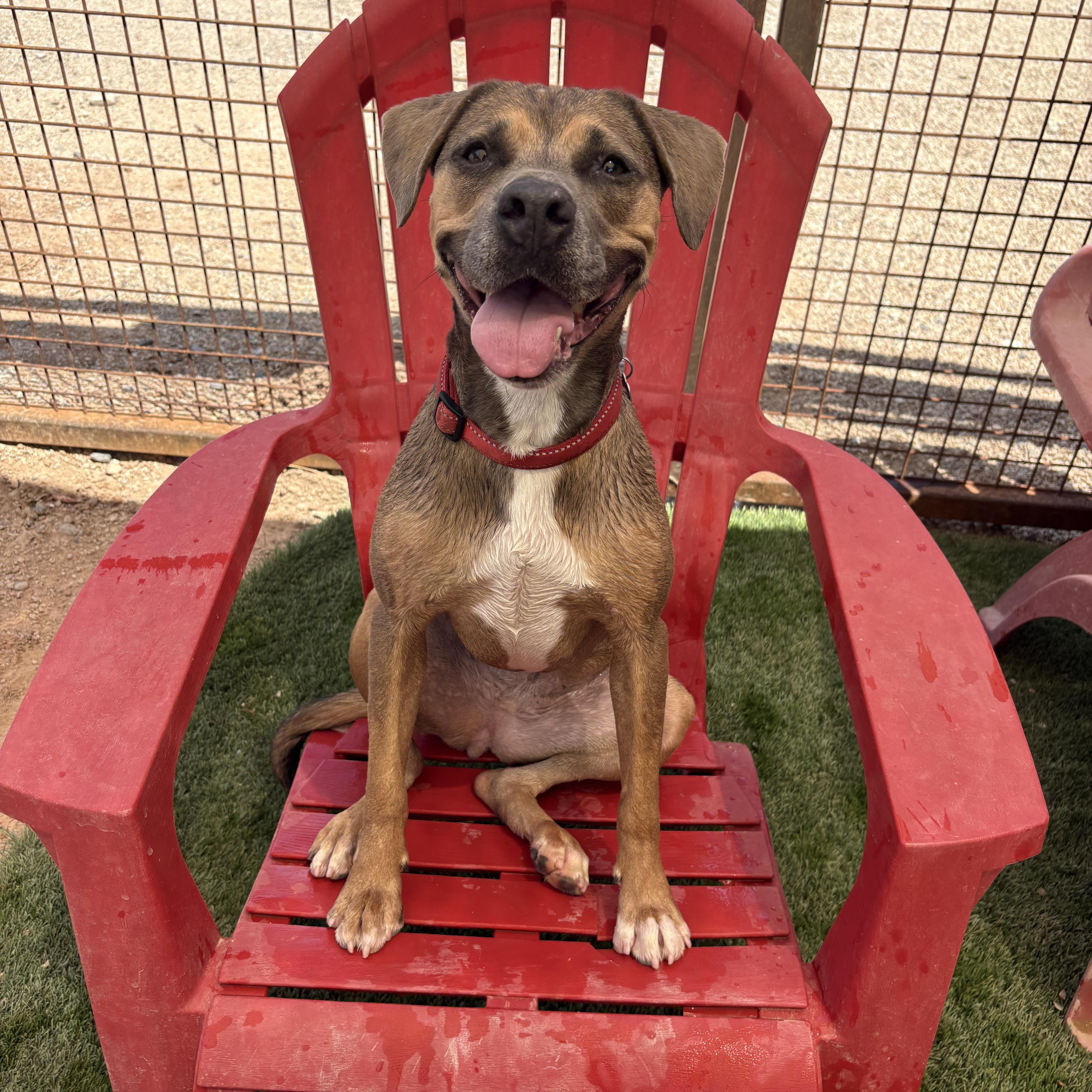 Enlarge Cora, a ADOPTABLE mixed breed in Gilbert, AZ image 3/6