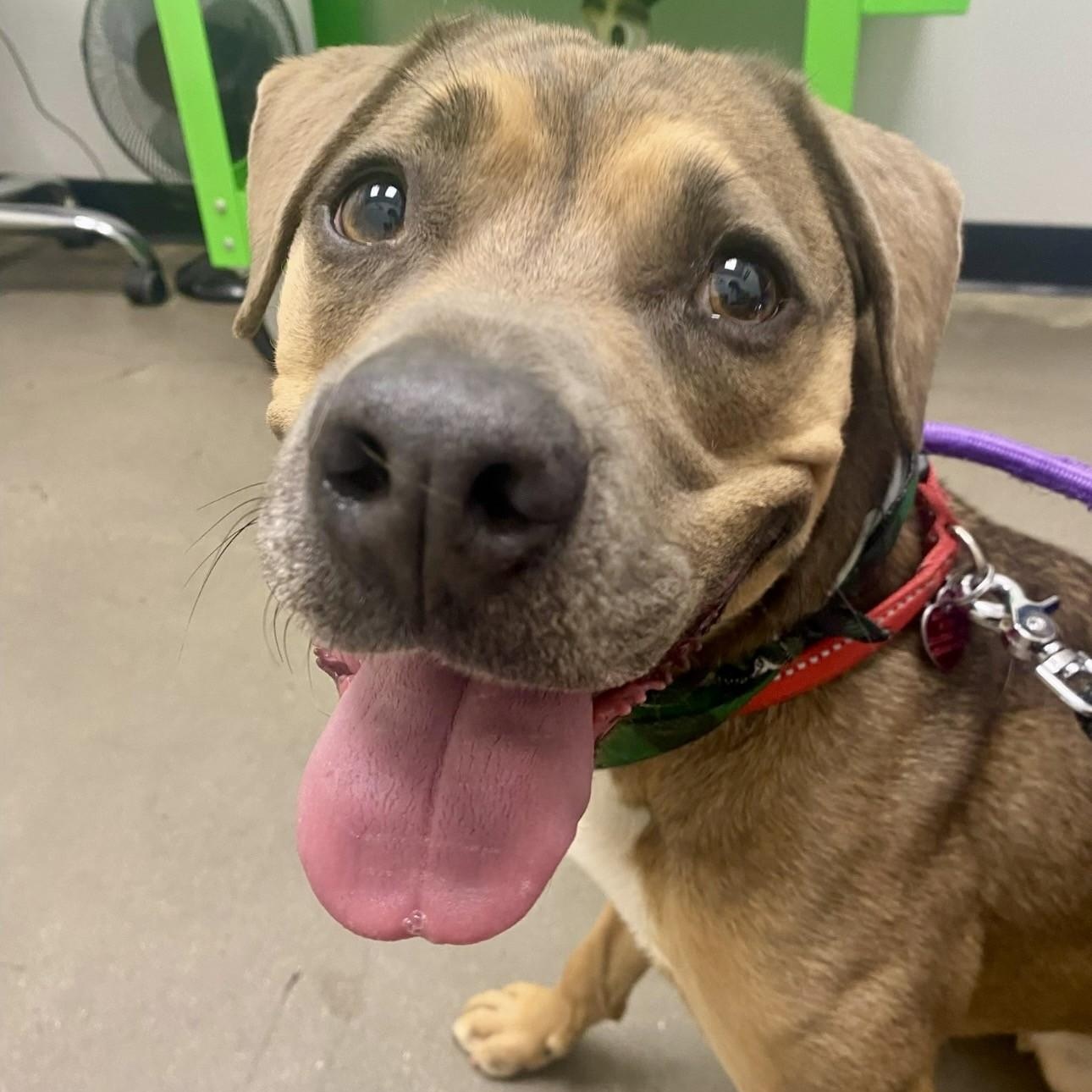 Cora, ADOPTABLE, Adult Female American Staffordshire Terrier & Shepherd.