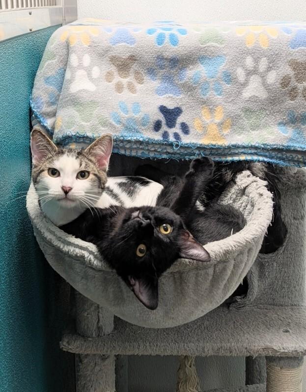 Amore, Adoptable, Young Male Domestic Medium Hair.