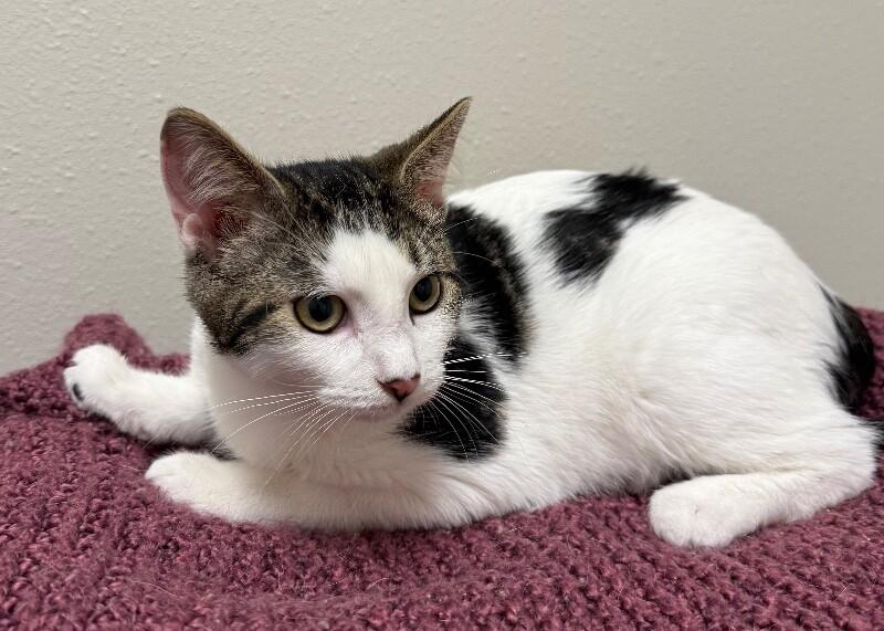 Enlarge Amore, a Adoptable Domestic Medium Hair in Yankton, SD image 2/5