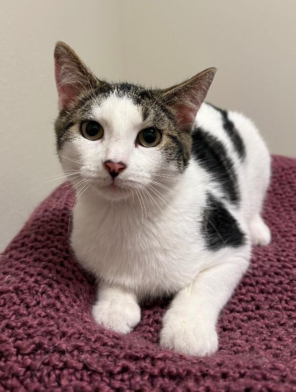 Enlarge Amore, a Adoptable Domestic Medium Hair in Yankton, SD image 3/5