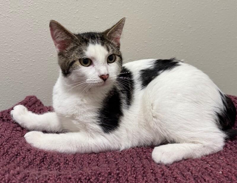 Enlarge Amore, a Adoptable Domestic Medium Hair in Yankton, SD image 4/5