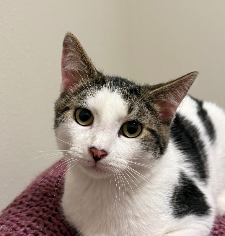 Enlarge Amore, a Adoptable Domestic Medium Hair in Yankton, SD image 5/5