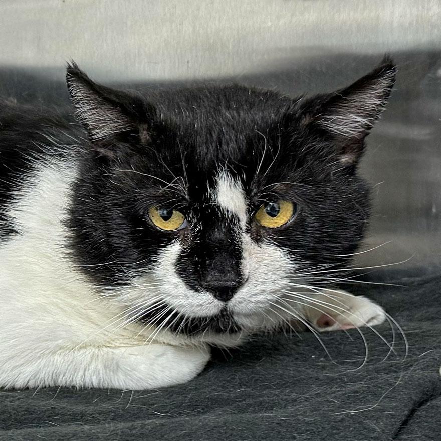 Enlarge Sydney, a ADOPTABLE Domestic Short Hair in E Falmouth, MA image 3/4