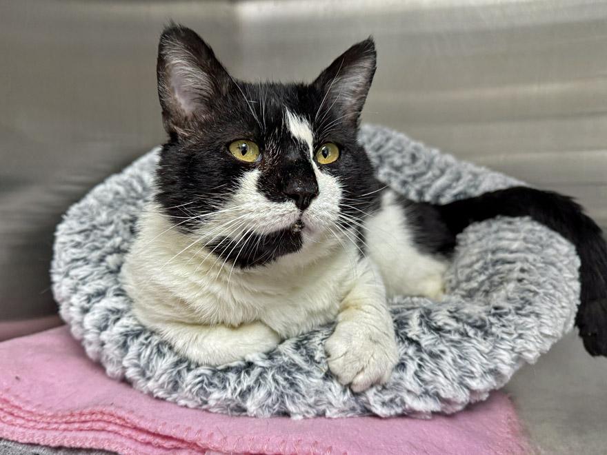 Enlarge Sydney, a ADOPTABLE Domestic Short Hair in E Falmouth, MA image 2/4