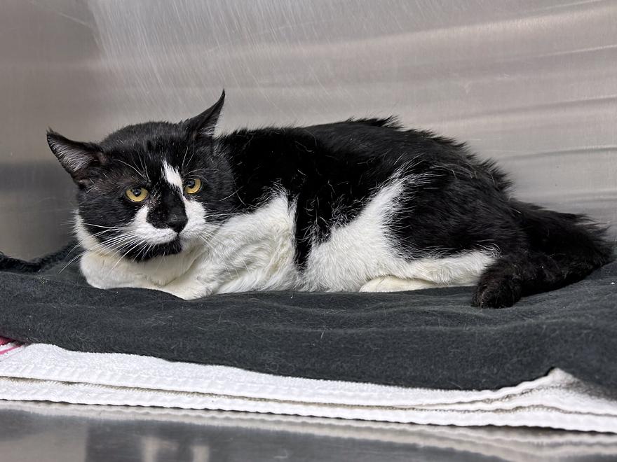 Enlarge Sydney, a ADOPTABLE Domestic Short Hair in E Falmouth, MA image 4/4