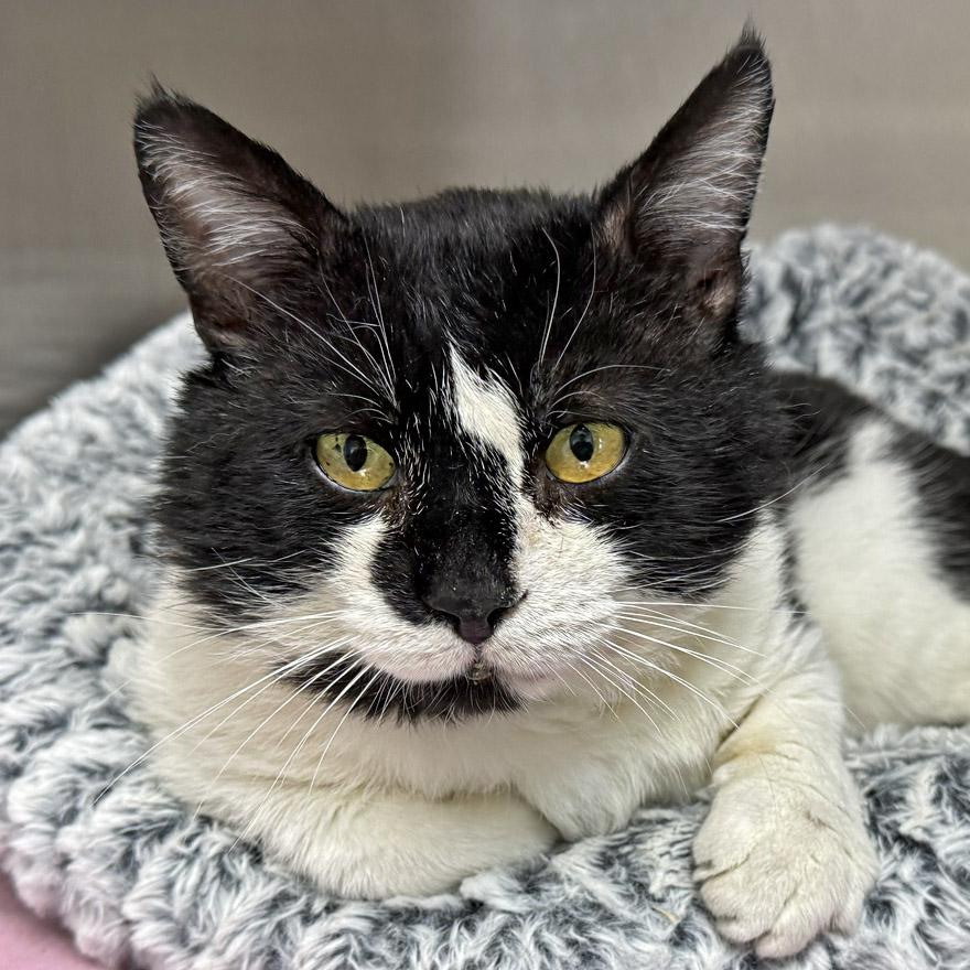 Sydney, ADOPTABLE, Adult Male Domestic Short Hair.