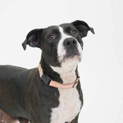 Zula, a Adoptable mixed breed in Dallas, TX image 2/4