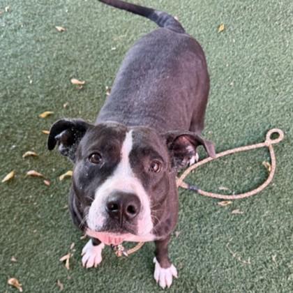 Zula, a Adoptable mixed breed in Dallas, TX image 3/4