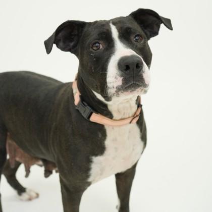 Zula, a Adoptable mixed breed in Dallas, TX image 3/4