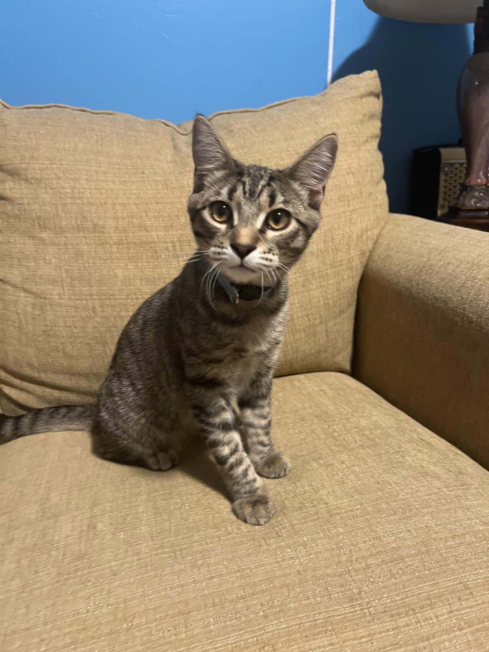 SAMMY AND SADIE, Adopted, Young Male Tabby & Domestic Short Hair.