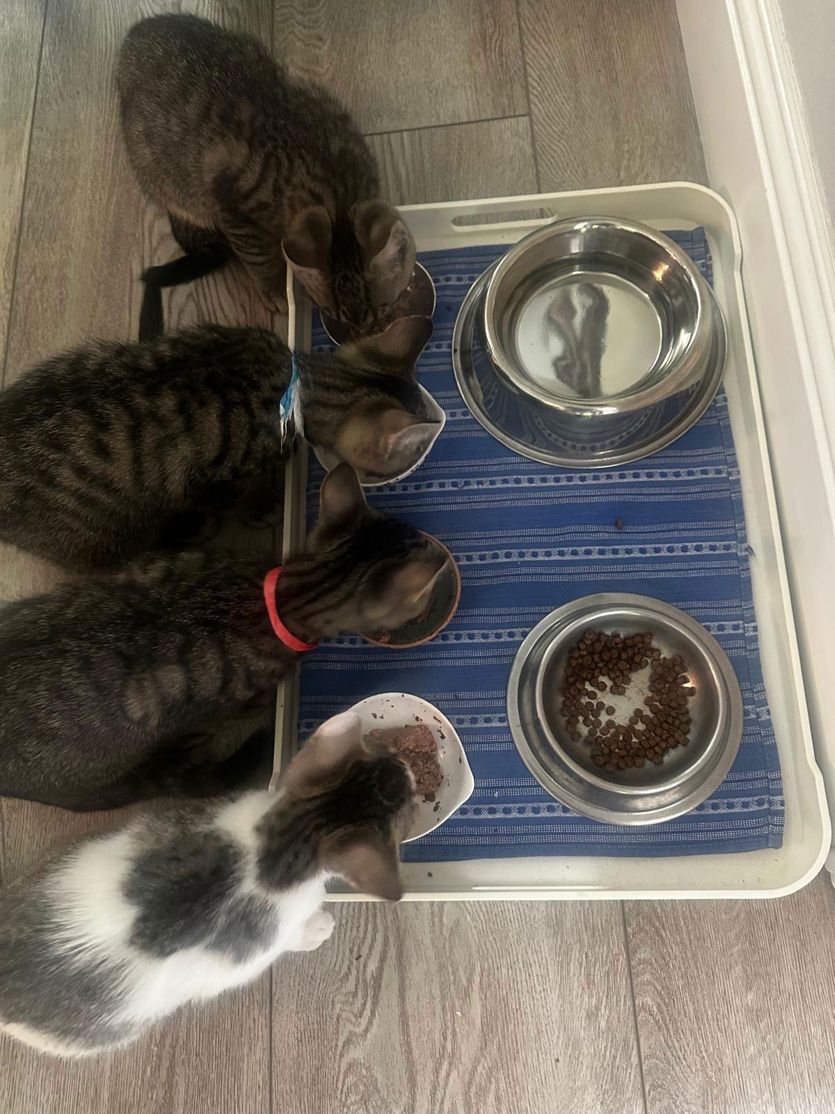 Enlarge SAMMY AND SADIE, a Adopted mixed breed in Walnut Creek, CA image 2/3