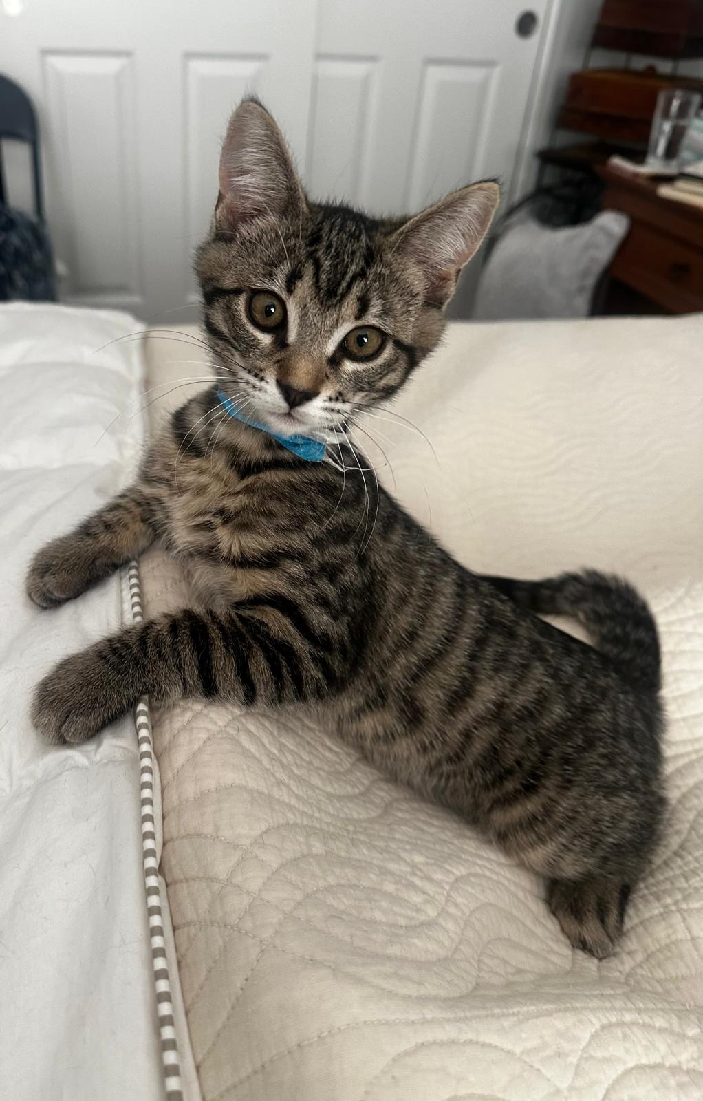 Enlarge SAMMY AND SADIE, a Adopted mixed breed in Walnut Creek, CA image 3/3