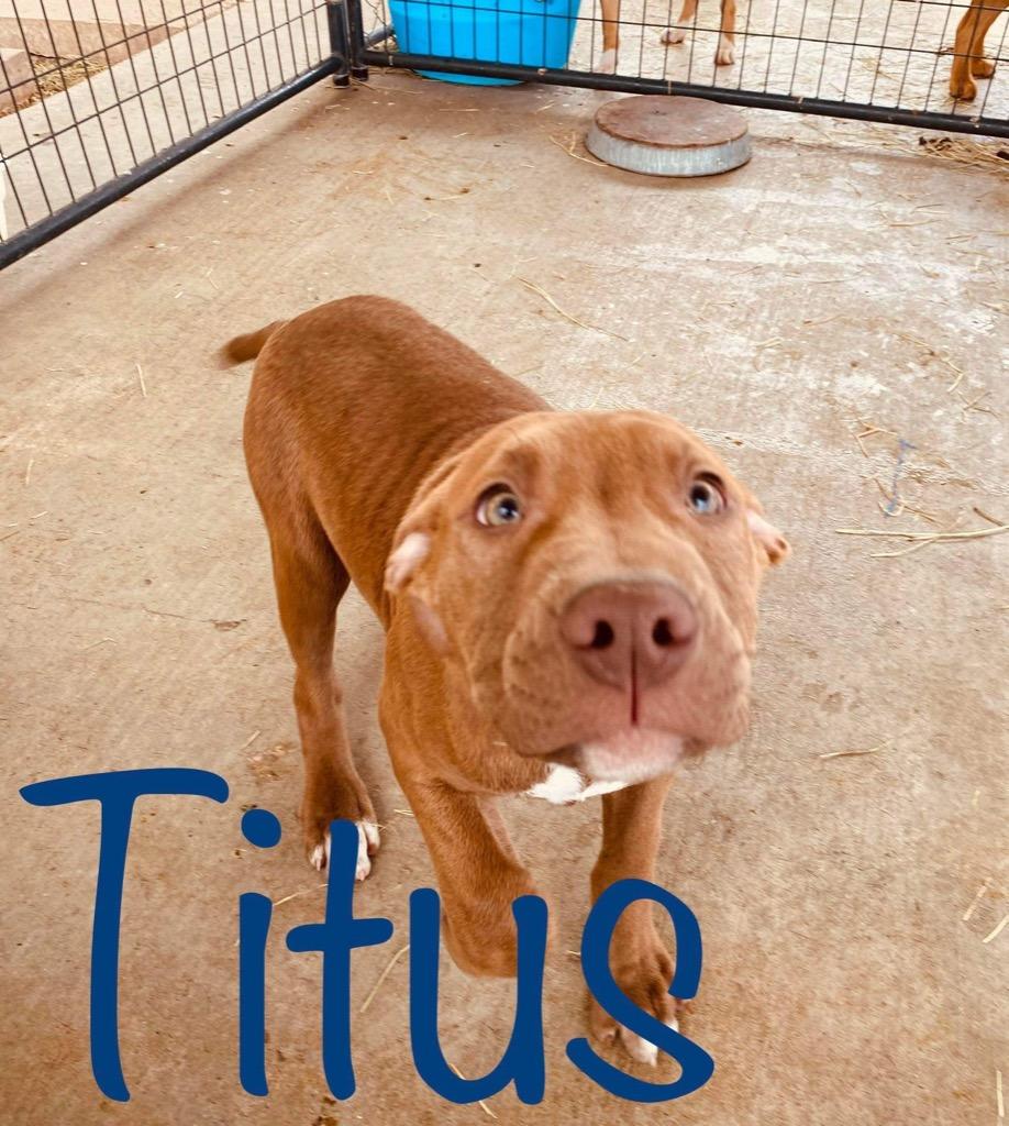 Enlarge Titus (Beefcake), a Adoptable mixed breed in Big Spring, TX image 2/6