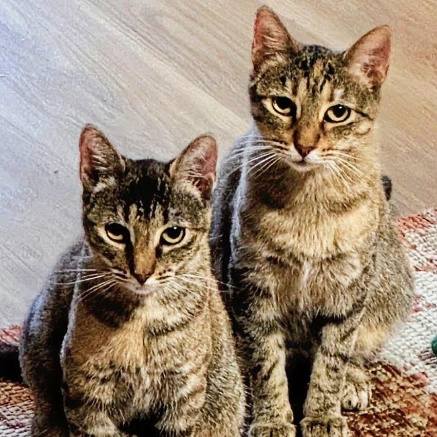 Queen United and Queen America, ADOPTABLE, Young Female Domestic Short Hair & Torbie.