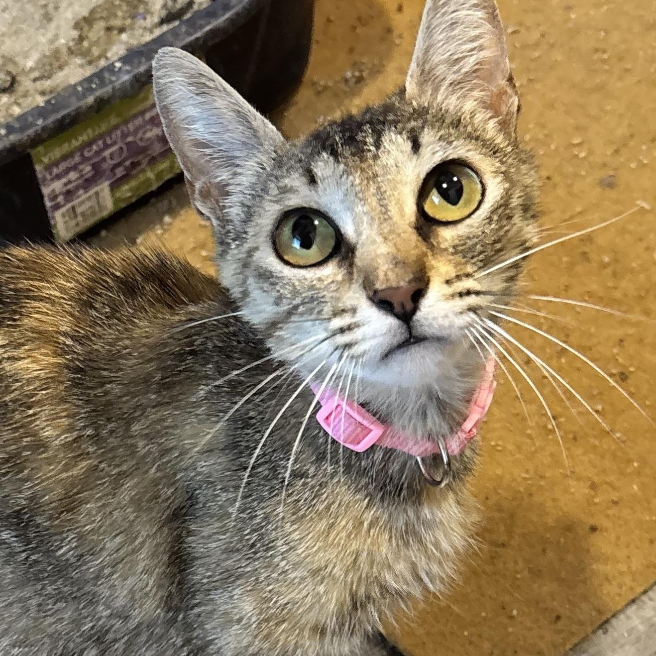 Queen United and Queen America, a ADOPTABLE mixed breed in Bentonville, AR image 3/3