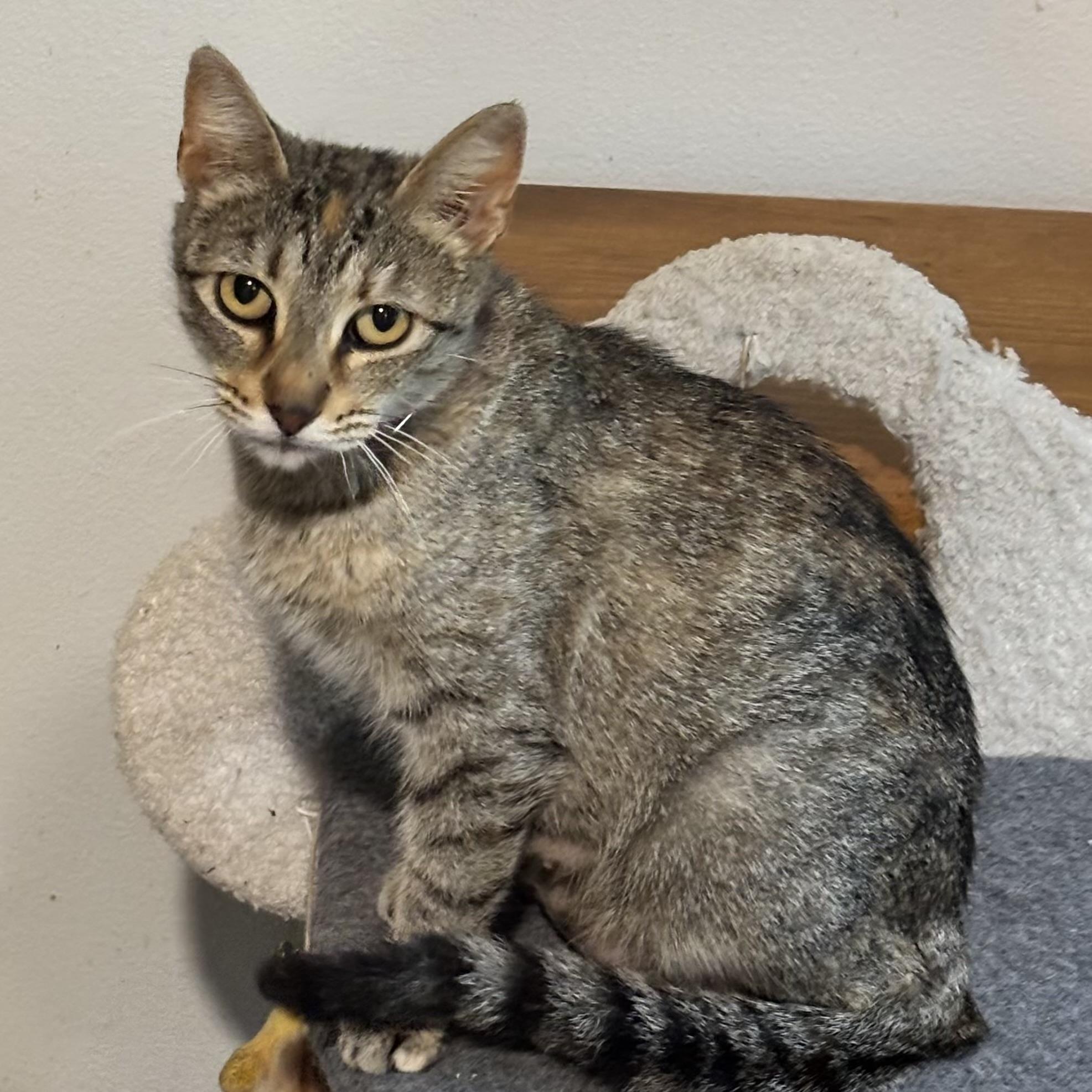 Queen United and Queen America, a ADOPTABLE mixed breed in Bentonville, AR image 2/3