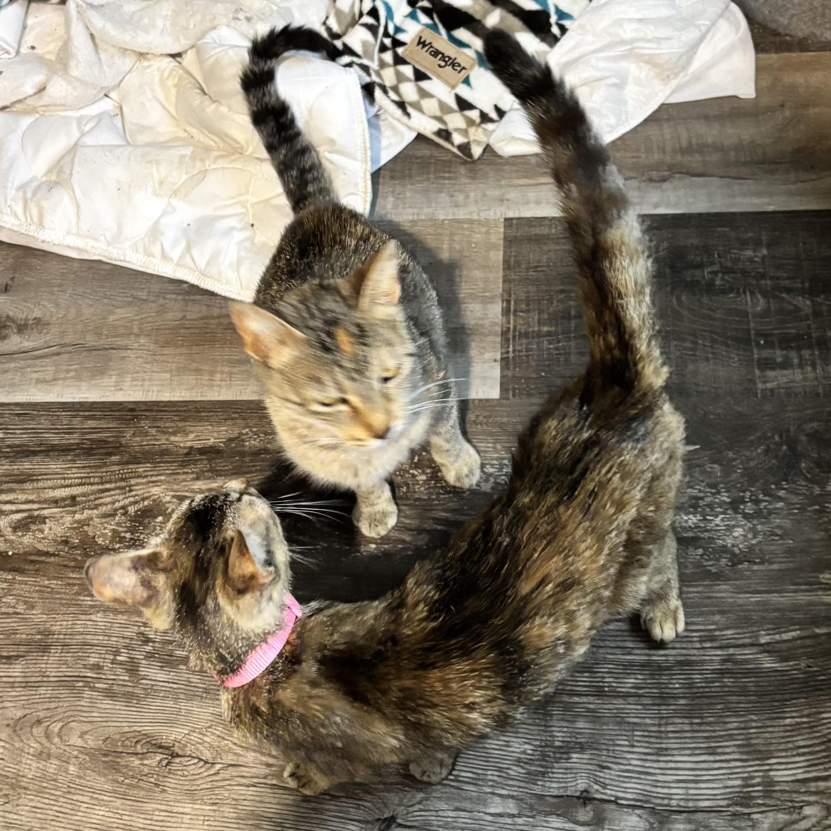 Queen United and Queen America, ADOPTABLE, Young Female Domestic Short Hair & Torbie.