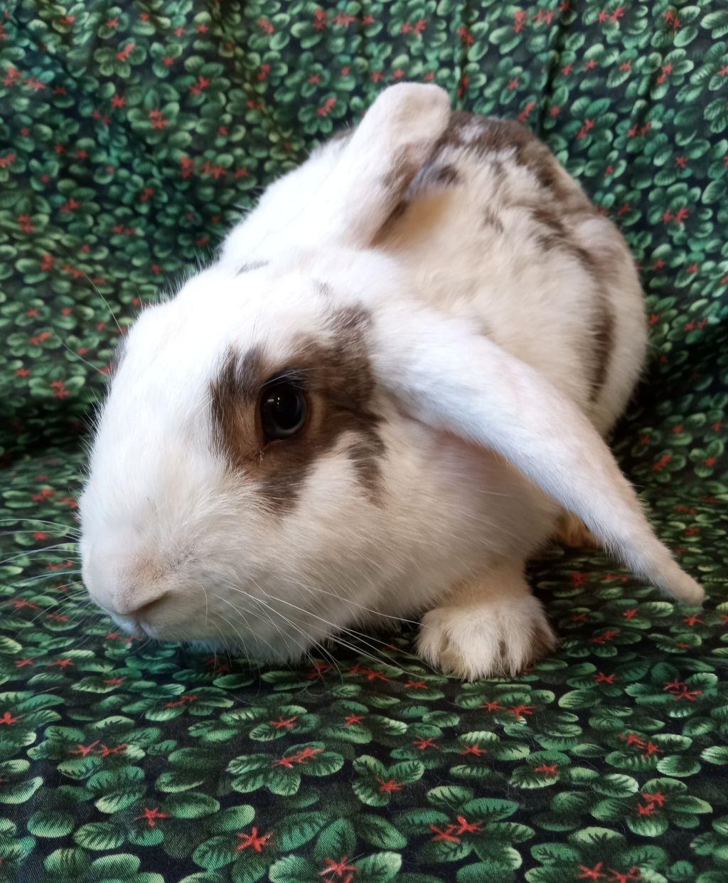 Enlarge Dottie, a Adoptable mixed breed in Goleta, CA image 2/2