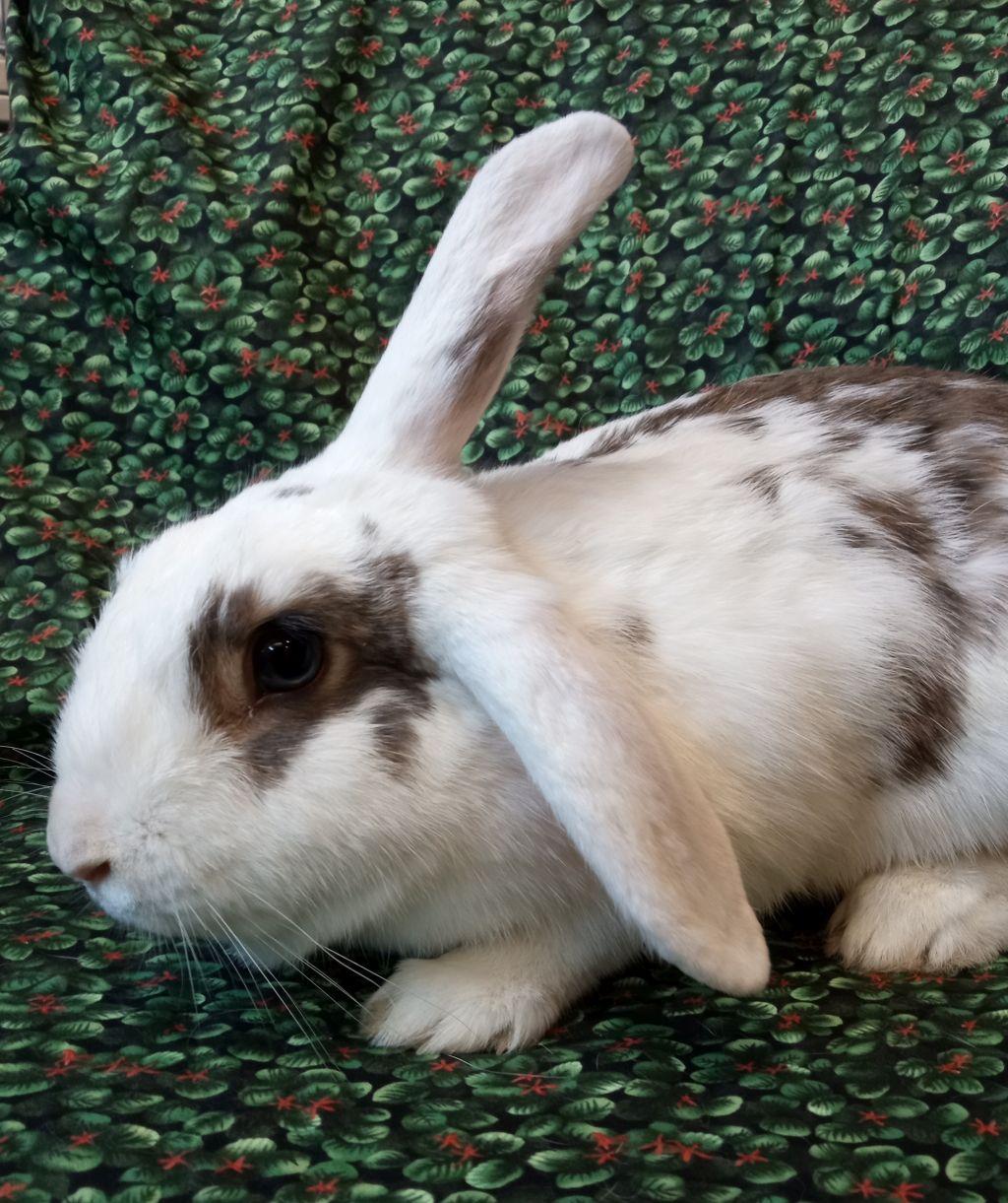 Enlarge Dottie, a Adoptable mixed breed in Goleta, CA image 1/2