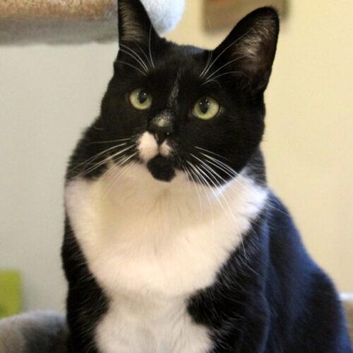 Pepper, Adoptable, Young Female Domestic Short Hair & Tabby.