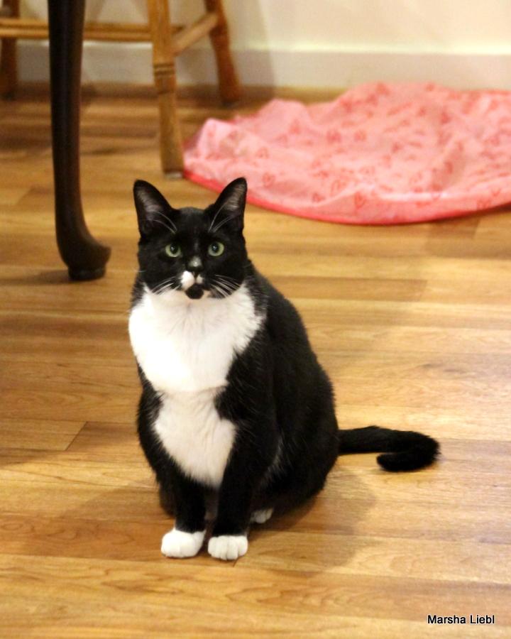 Enlarge Pepper, a Adoptable mixed breed in Gaithersburg, MD image 2/6