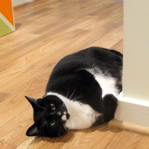 Enlarge Pepper, a Adoptable mixed breed in Gaithersburg, MD image 2/6