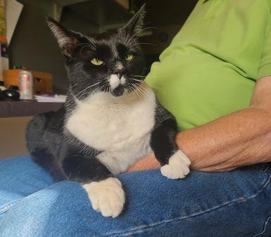 Enlarge Pepper, a Adoptable mixed breed in Gaithersburg, MD image 4/6