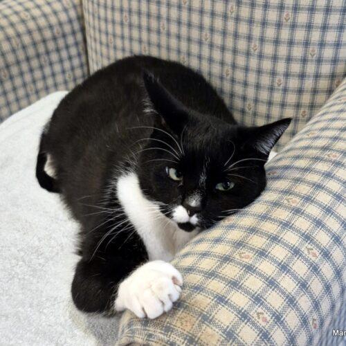 Enlarge Pepper, a Adoptable mixed breed in Gaithersburg, MD image 5/6