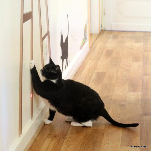 Enlarge Pepper, a Adoptable mixed breed in Gaithersburg, MD image 6/6