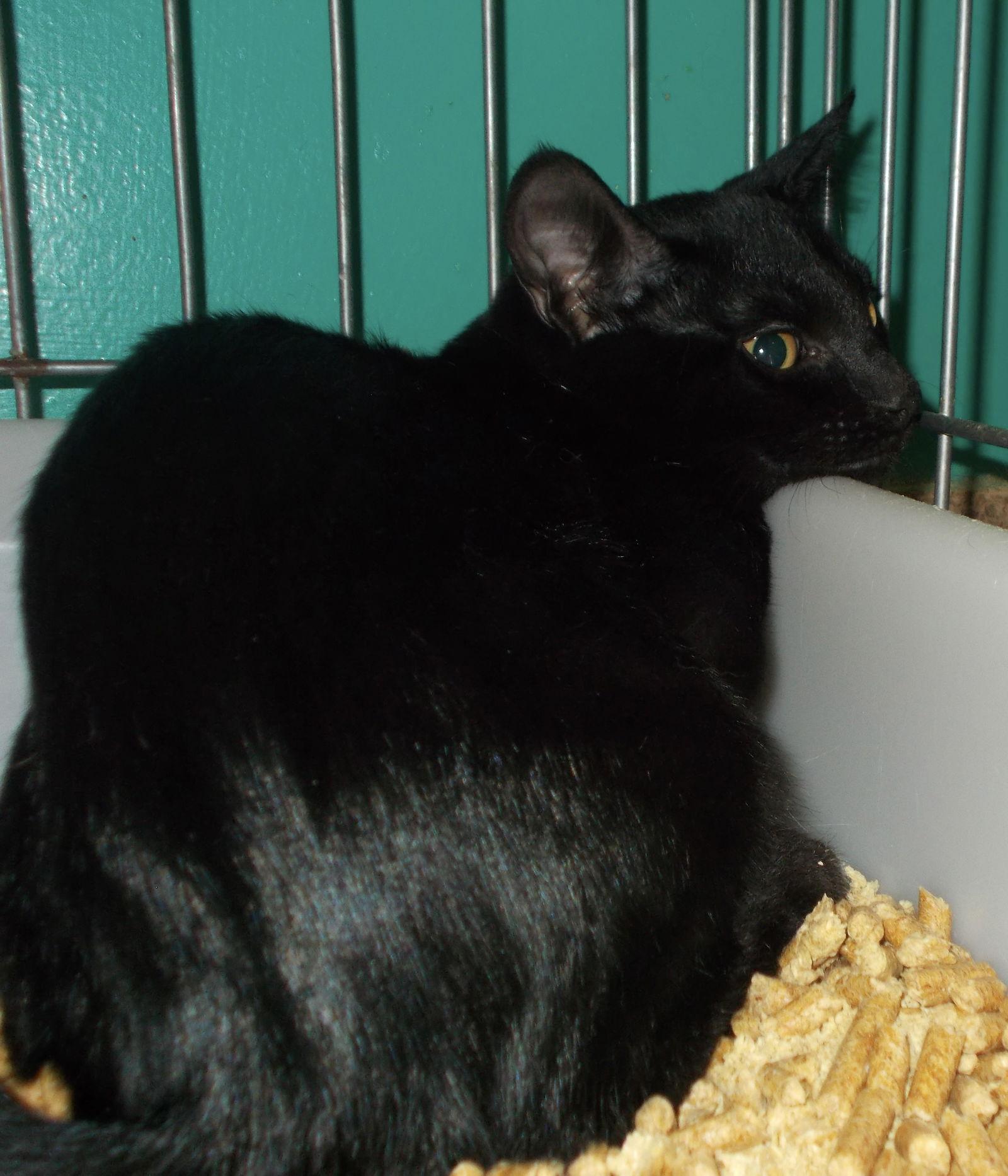 Murray, a Adoptable American Shorthair in Naples, FL image 1/2