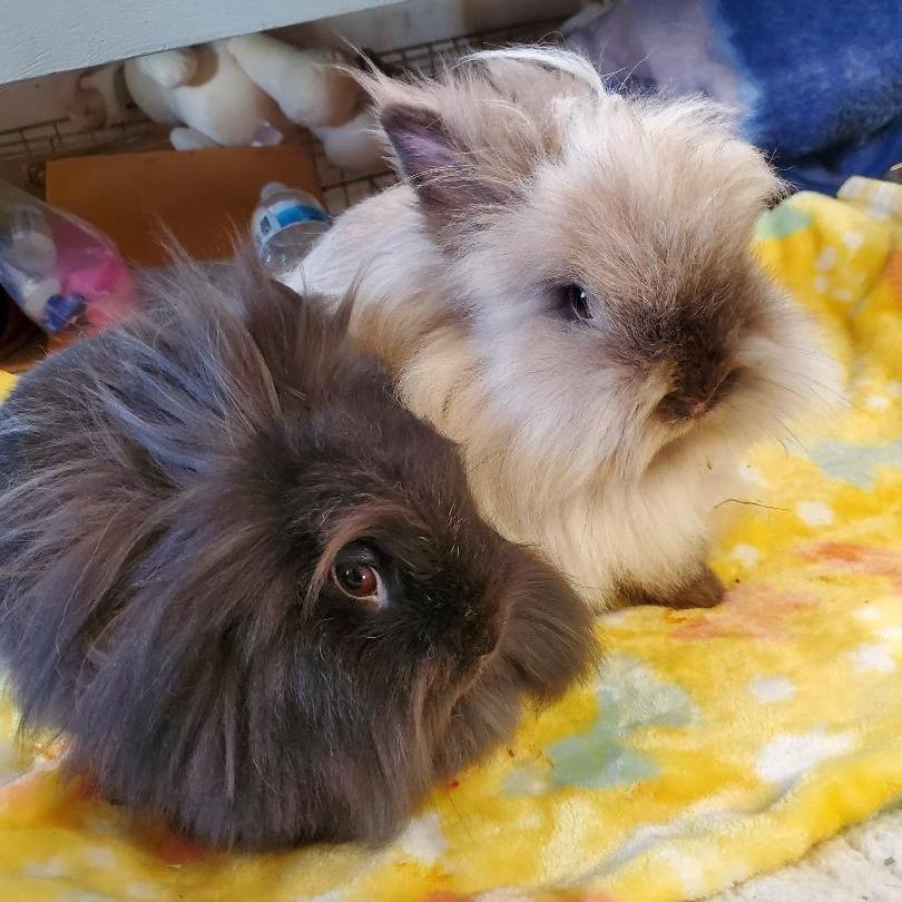 Enlarge Sable (bonded to Suzie), a Adoptable Lionhead in Murrieta, CA image 1/1