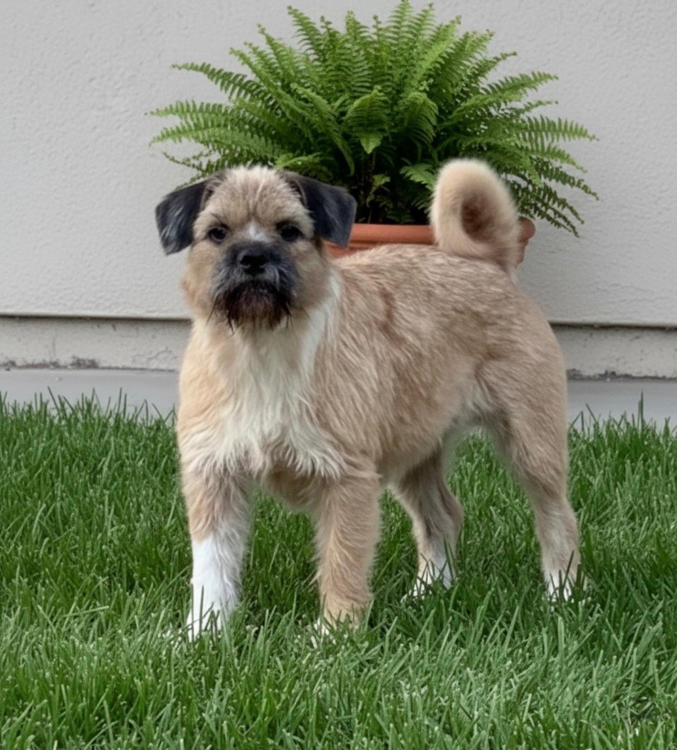 Enlarge Maggie, a ADOPTABLE mixed breed in Palm springs, FL image 1/1