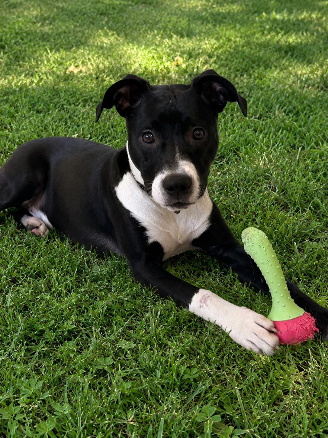 Enlarge Harry, a Adoptable mixed breed in Cumming, GA image 2/6