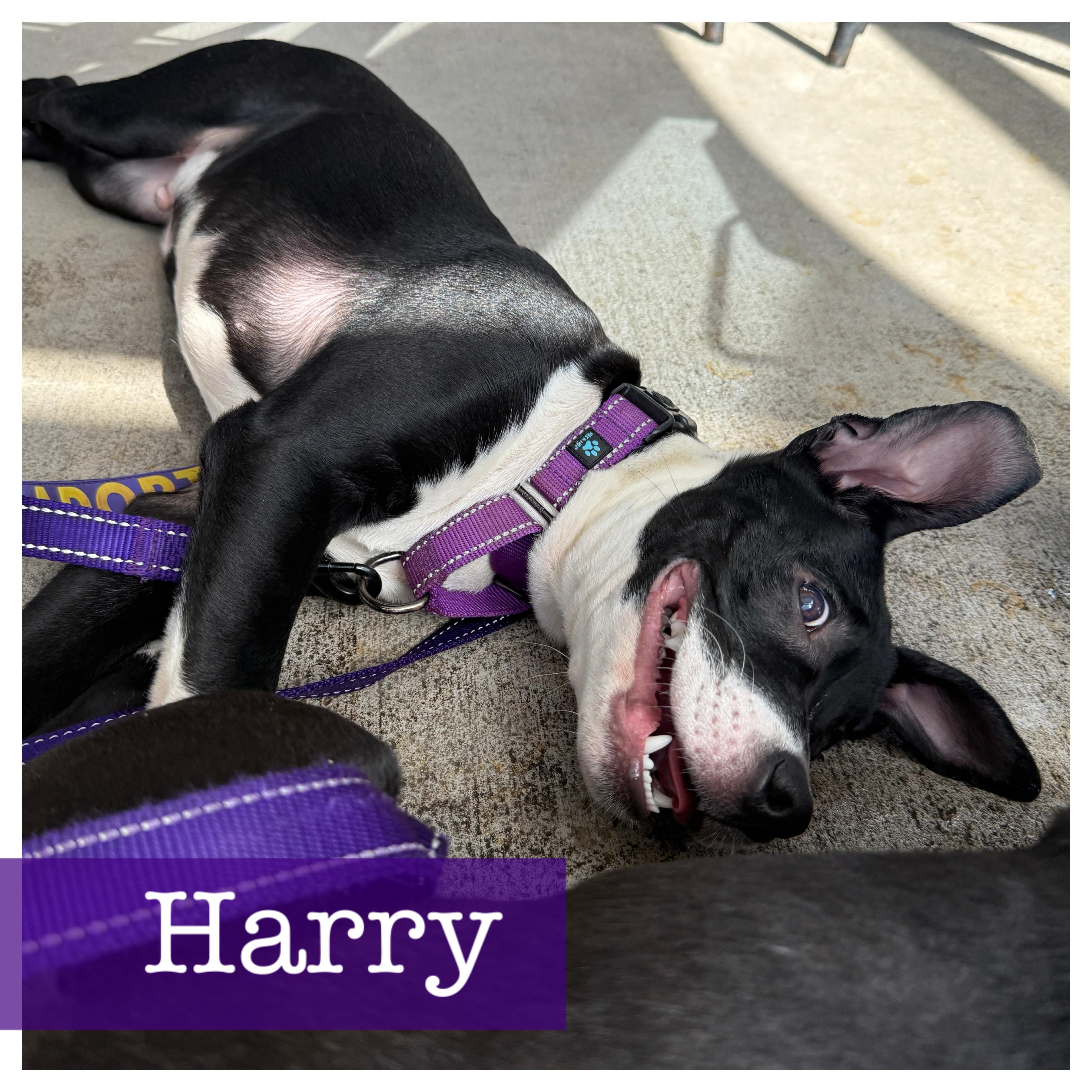 Harry, Adoptable, Puppy Male Terrier.