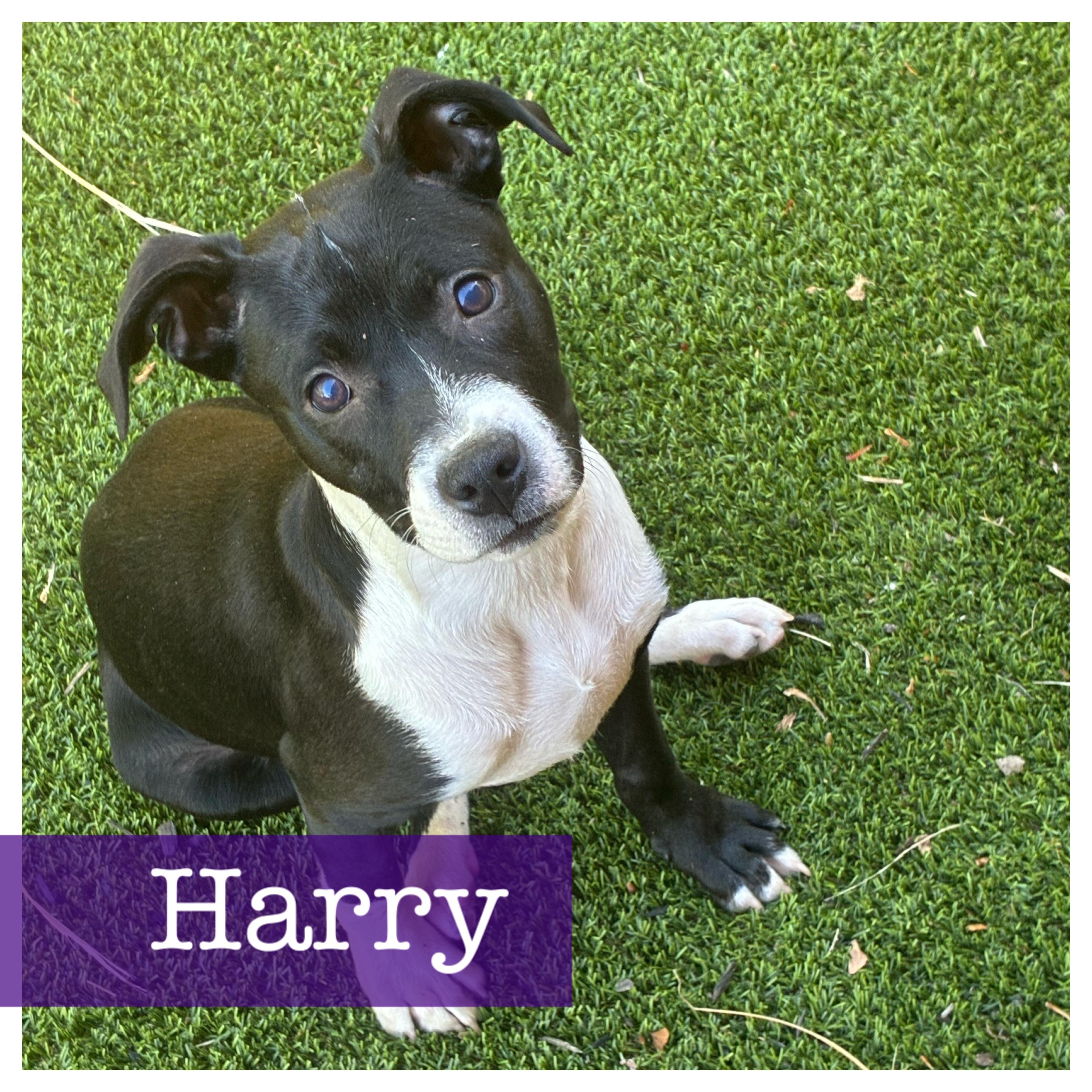 Harry, a Adoptable mixed breed in Cumming, GA image 1/6