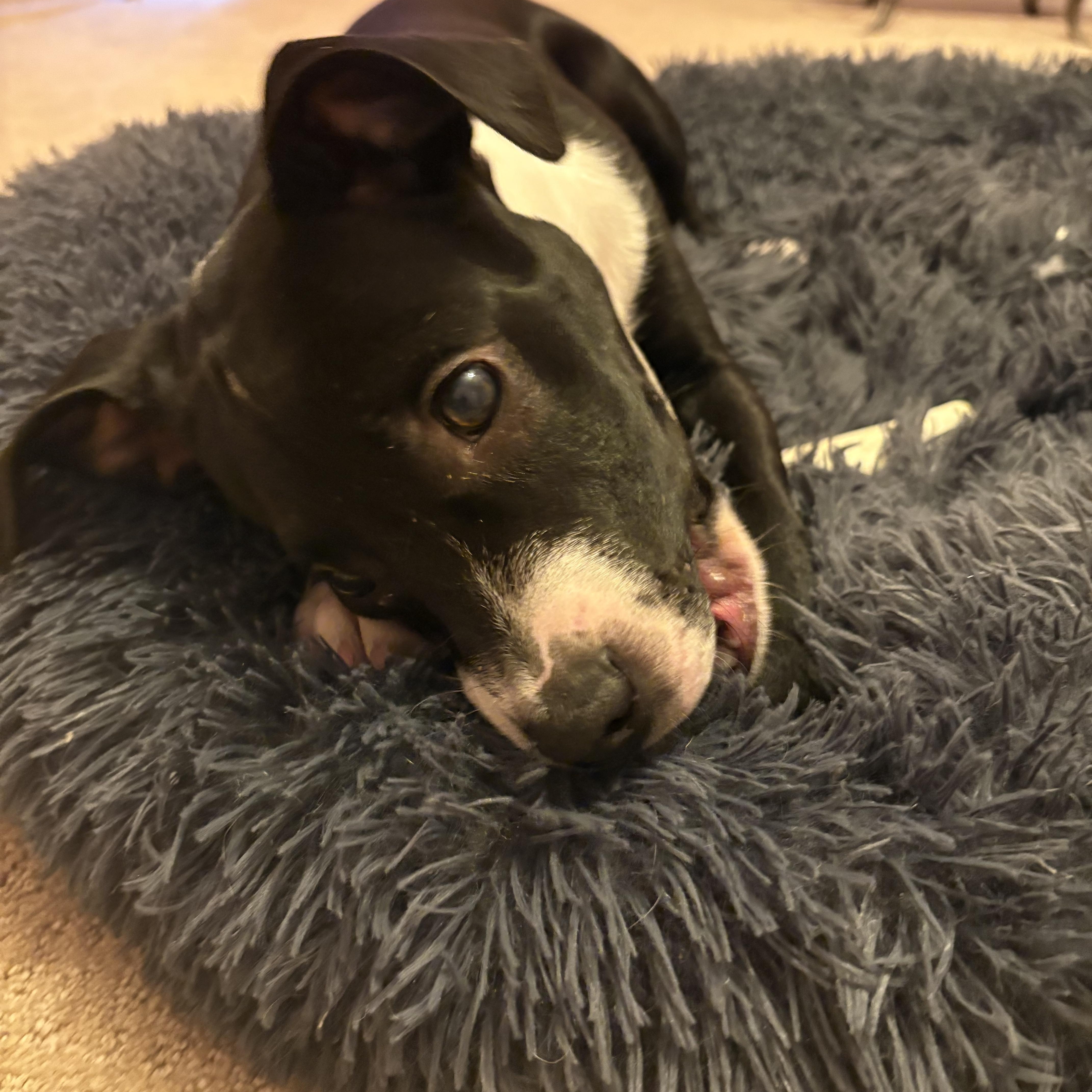 Harry, a Adoptable mixed breed in Cumming, GA image 6/6