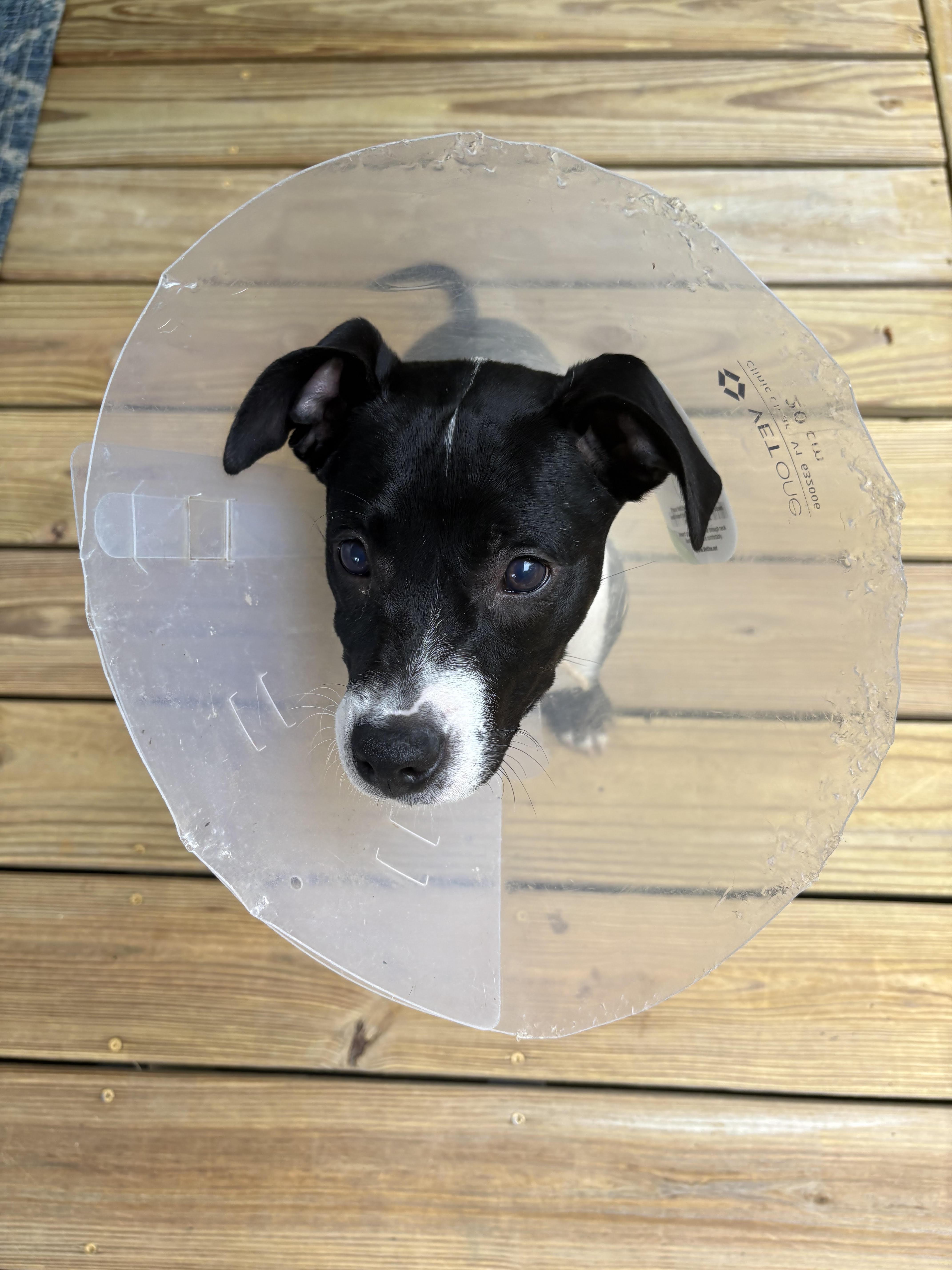 Harry, a Adoptable mixed breed in Cumming, GA image 2/6